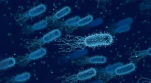 Lebensmittelmikrobiologie_Mikroorganismen-Bakterien