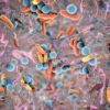 Schulung-Lebensmittelmikrobiologie_Biofilm mit Mikroorganismen